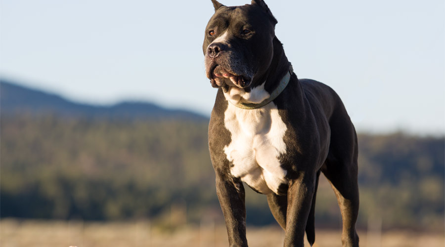 demarches-administratives-chiens